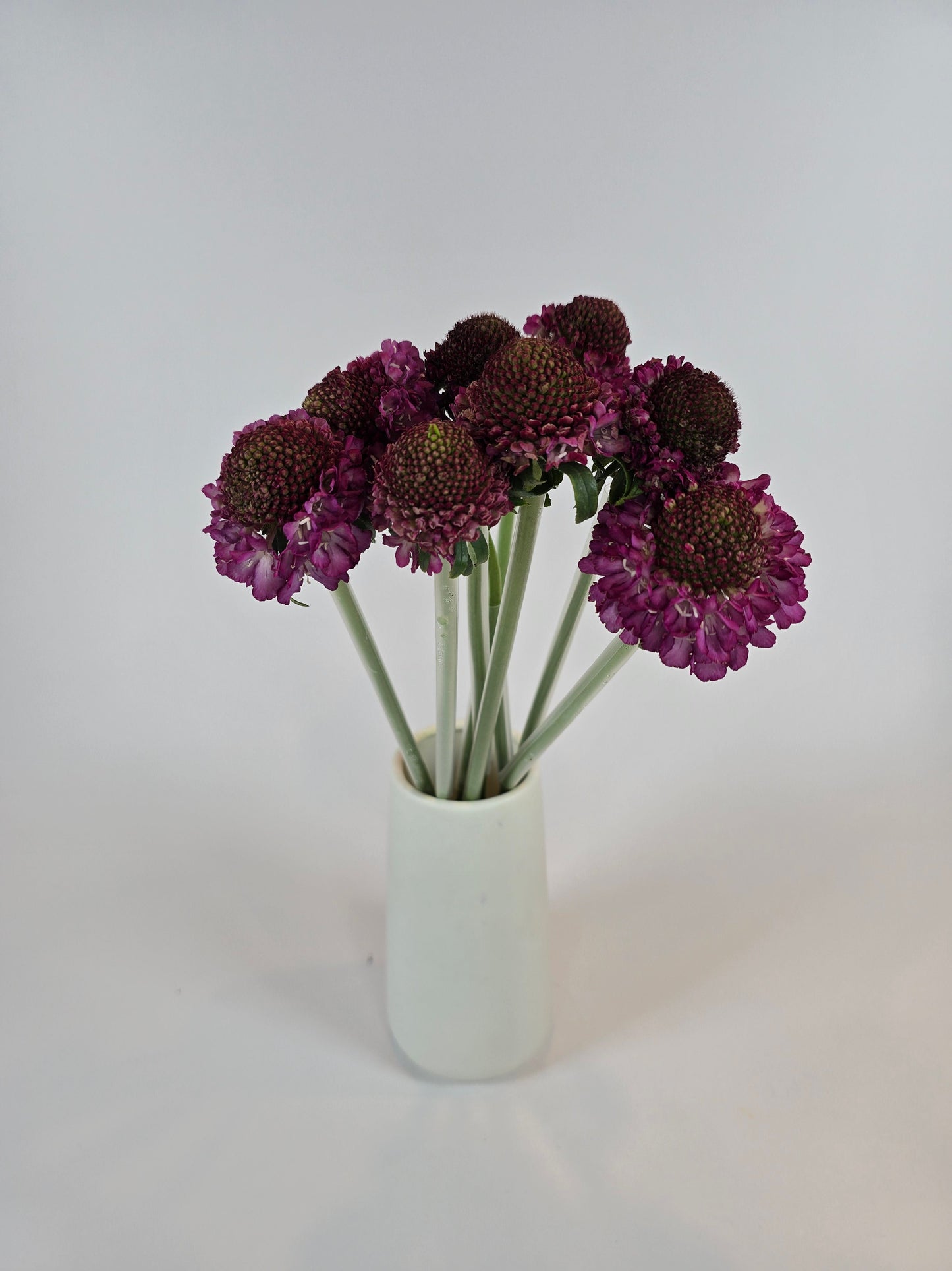 Raspberry Scabiosa