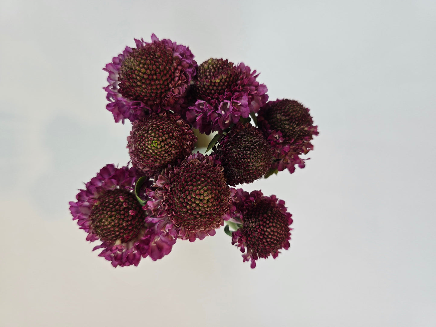 Raspberry Scabiosa