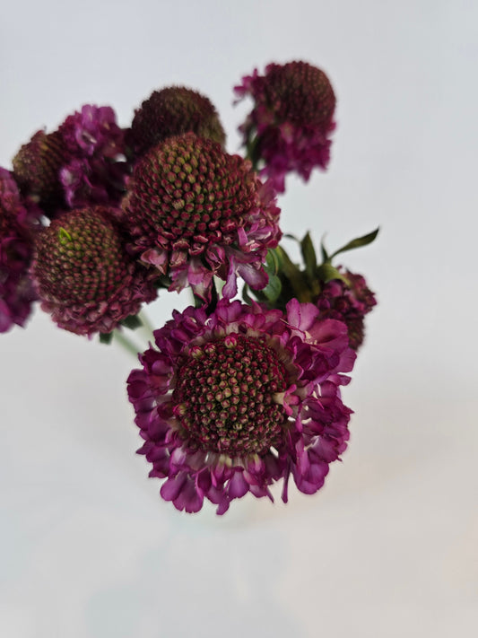 Raspberry Scabiosa