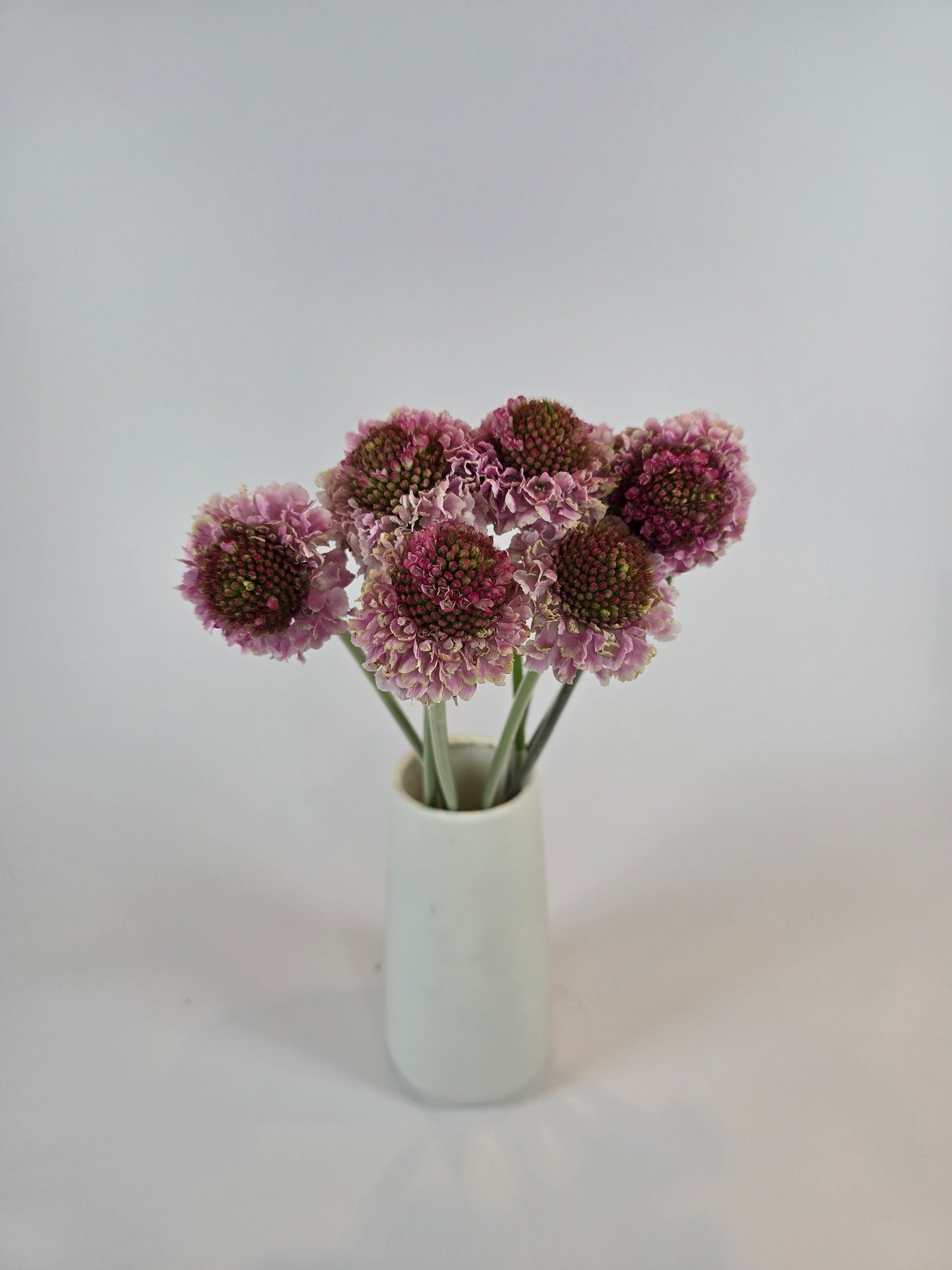 Pink Scabiosa