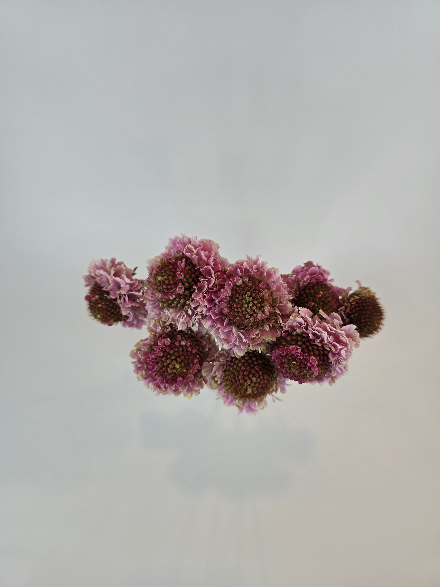 Pink Scabiosa