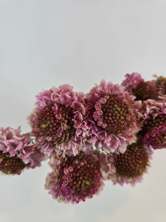 Pink Scabiosa