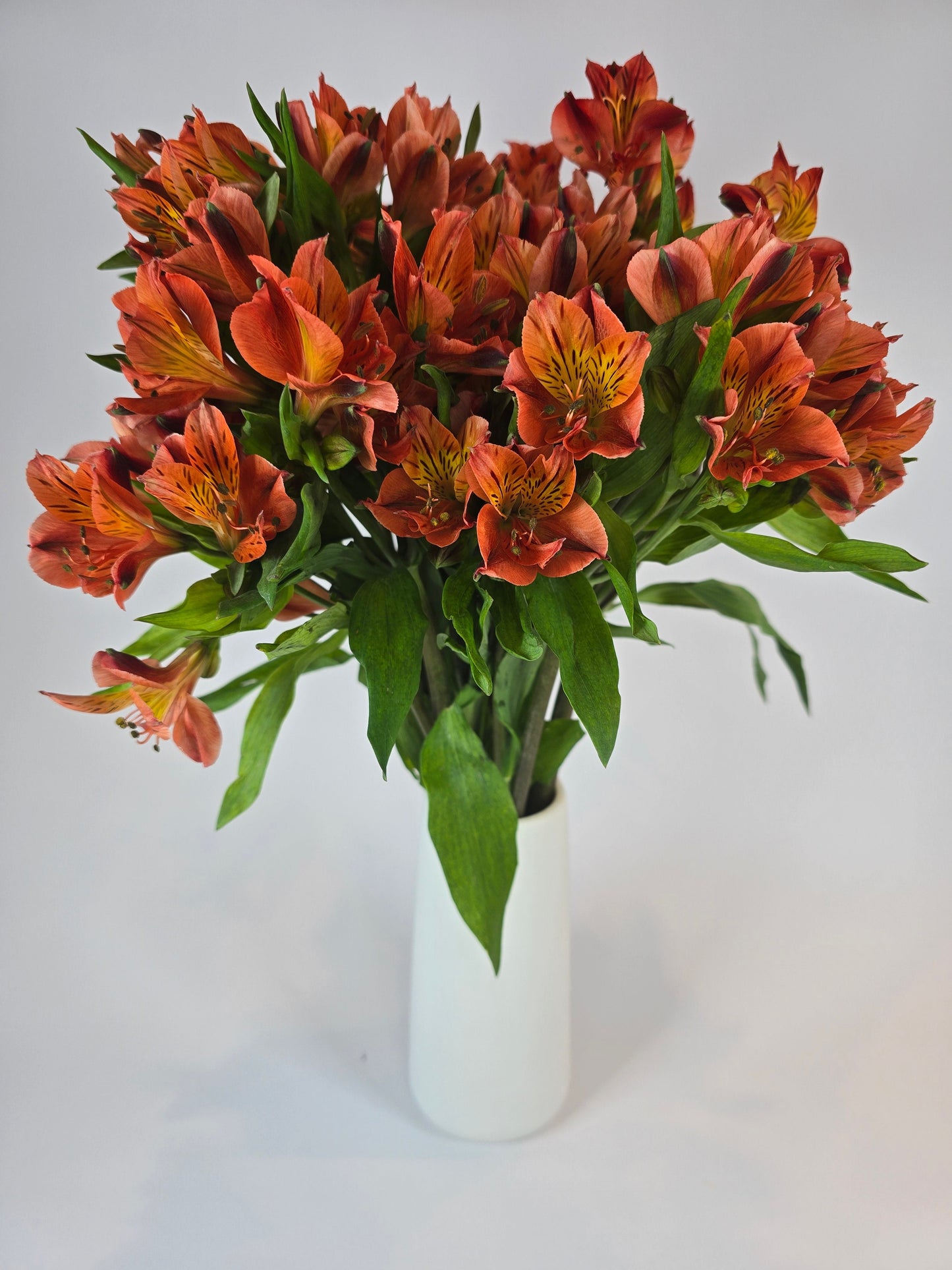 Orange Alstroemeria