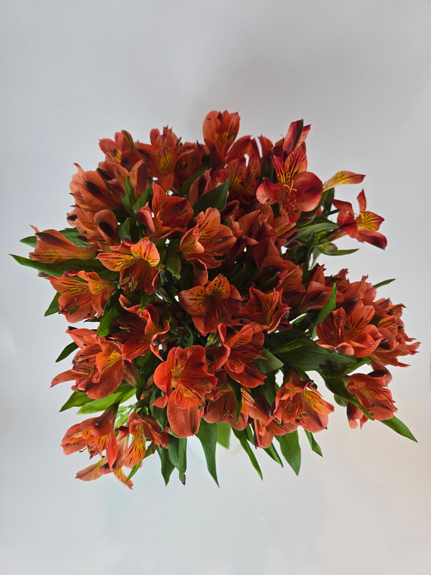 Orange Alstroemeria