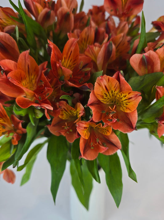 Orange Alstroemeria