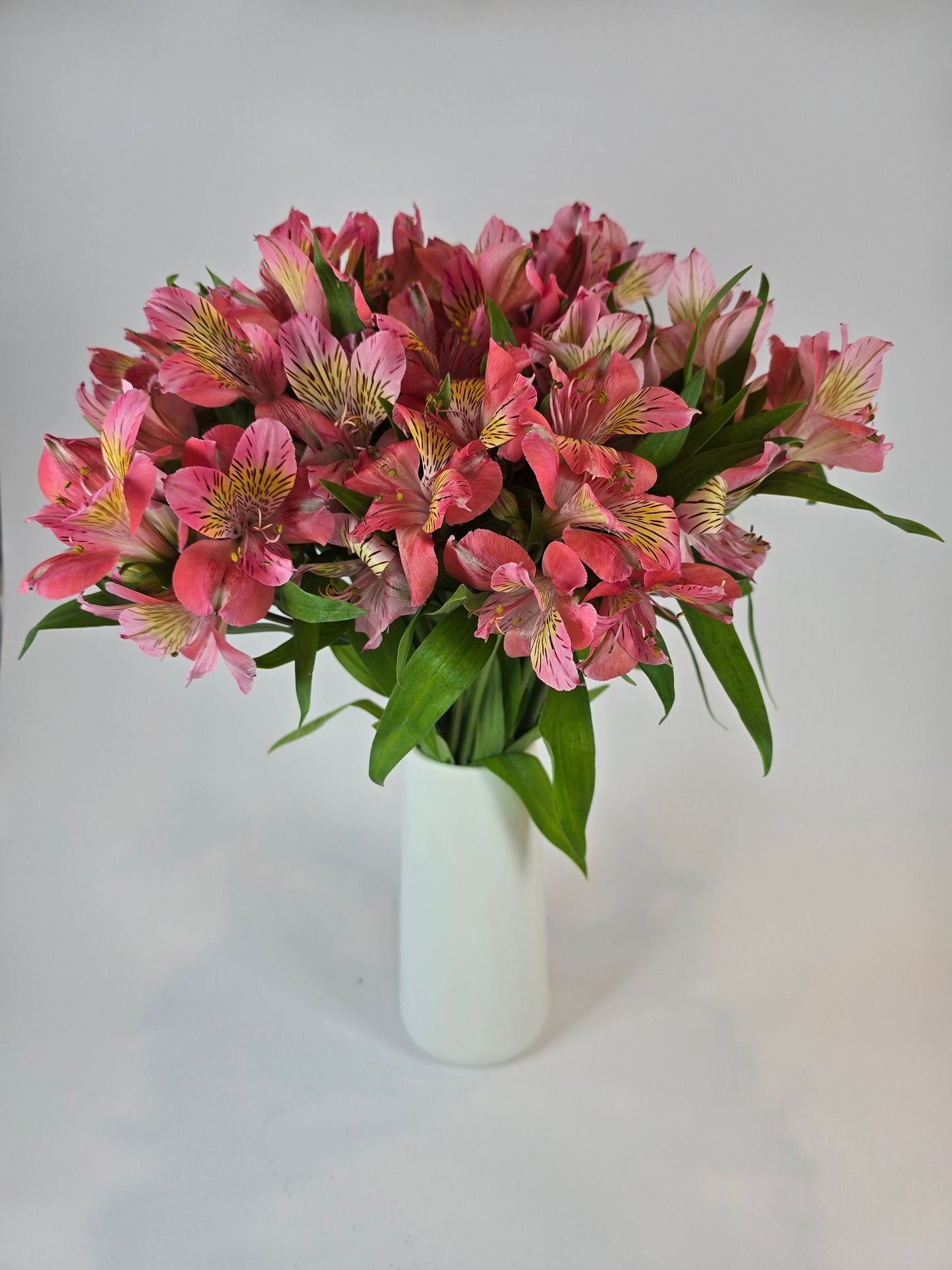 Pink Alstroemeria