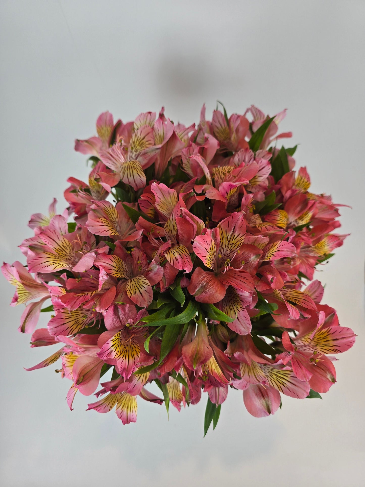 Pink Alstroemeria