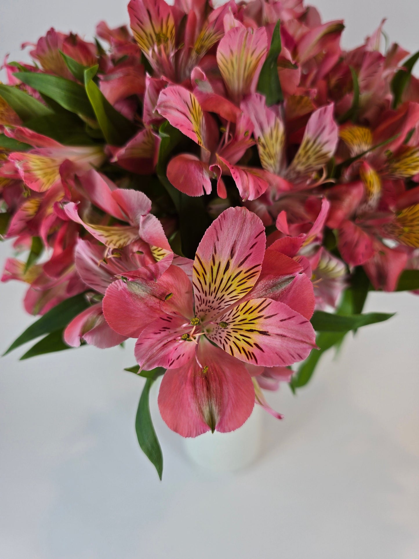 Pink Alstroemeria