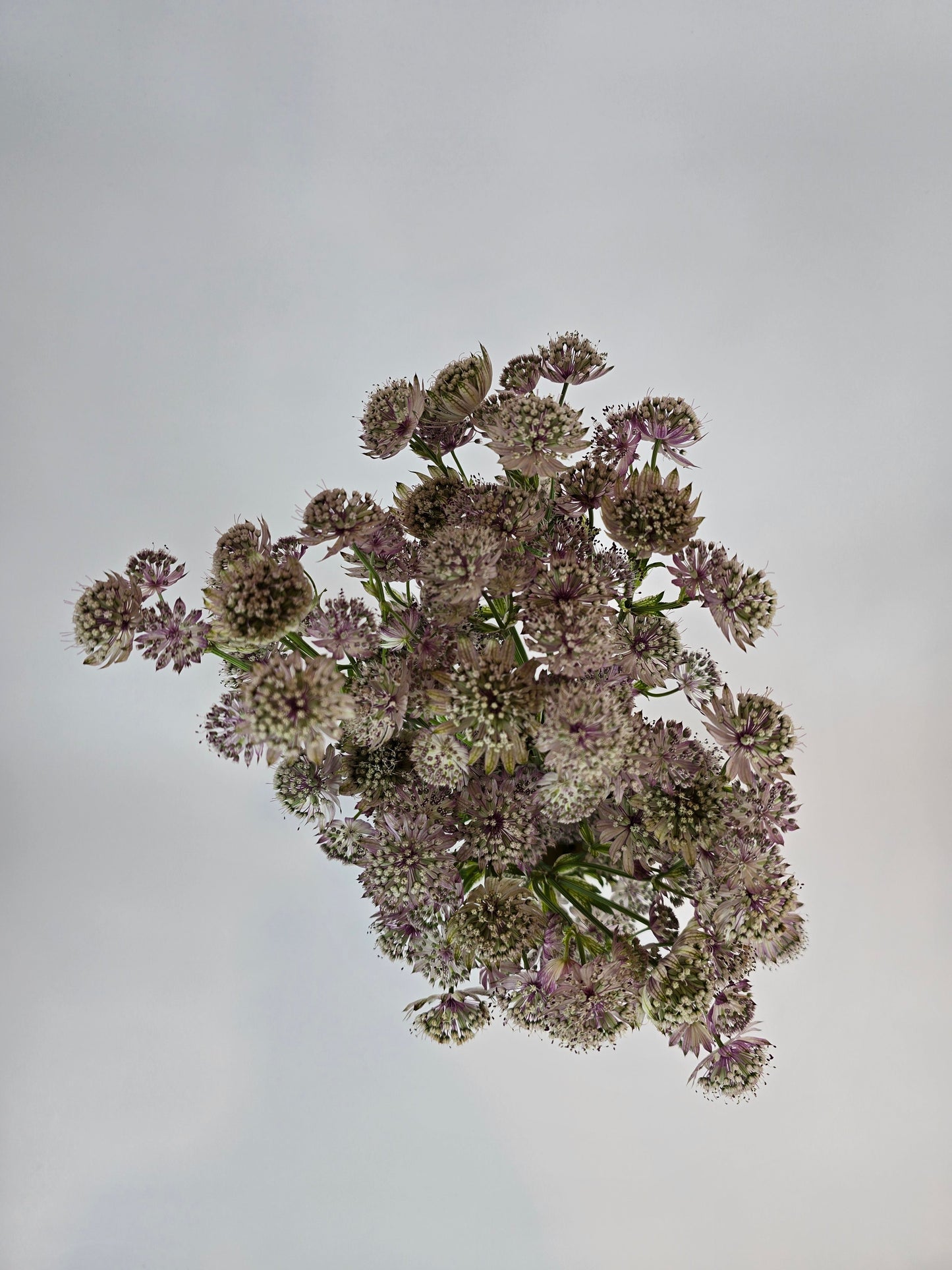 Light Pink Astrantia