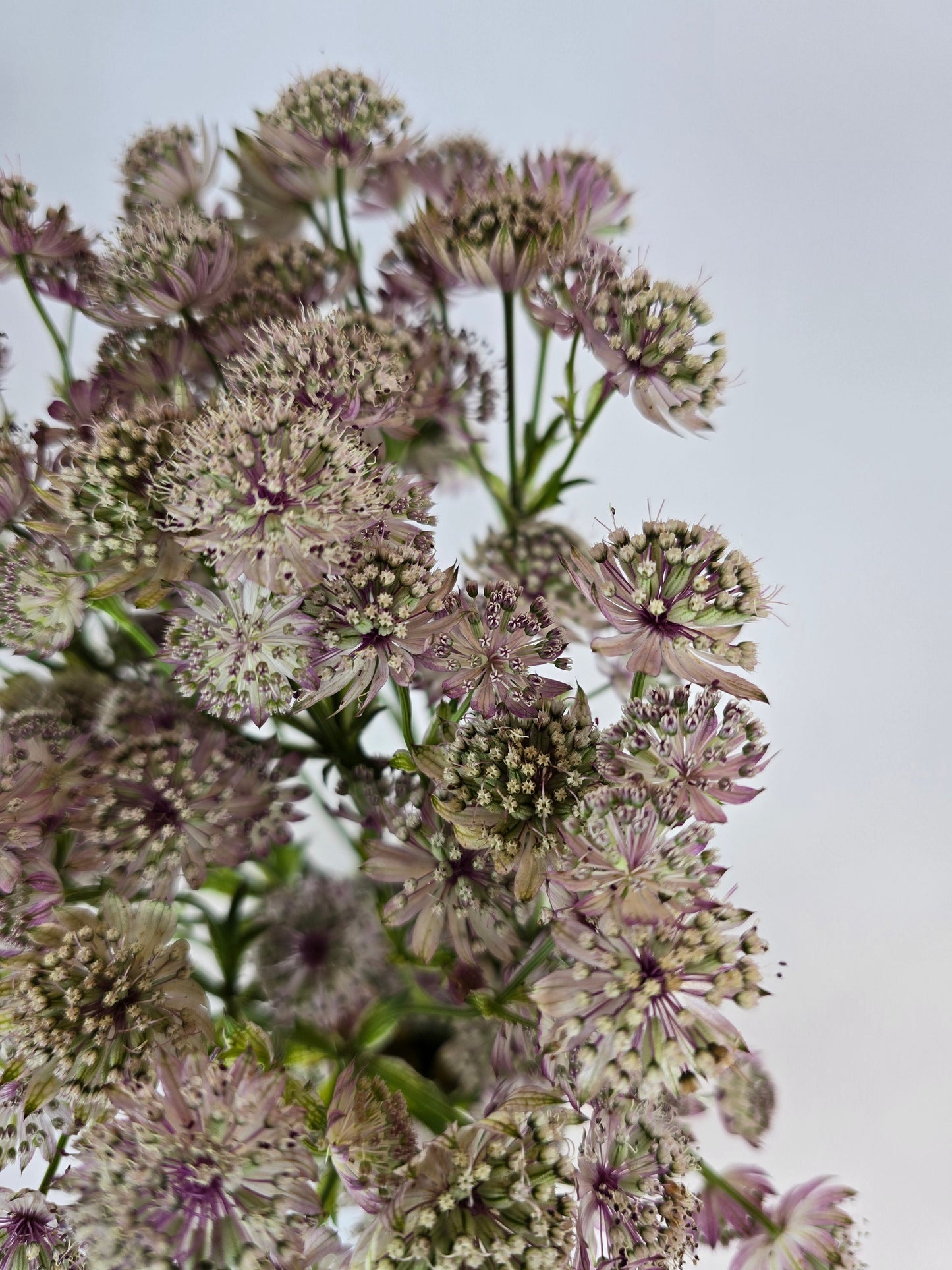 Light Pink Astrantia