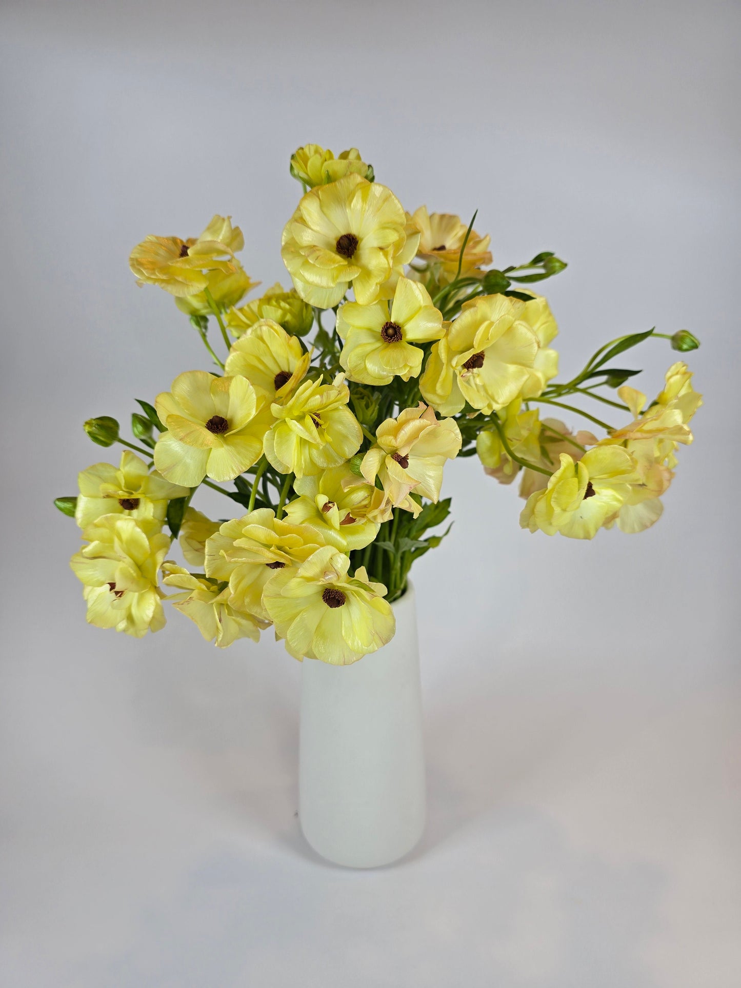 Yellow Butterfly Ranunculus