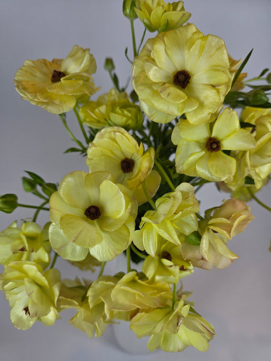 Yellow Butterfly Ranunculus