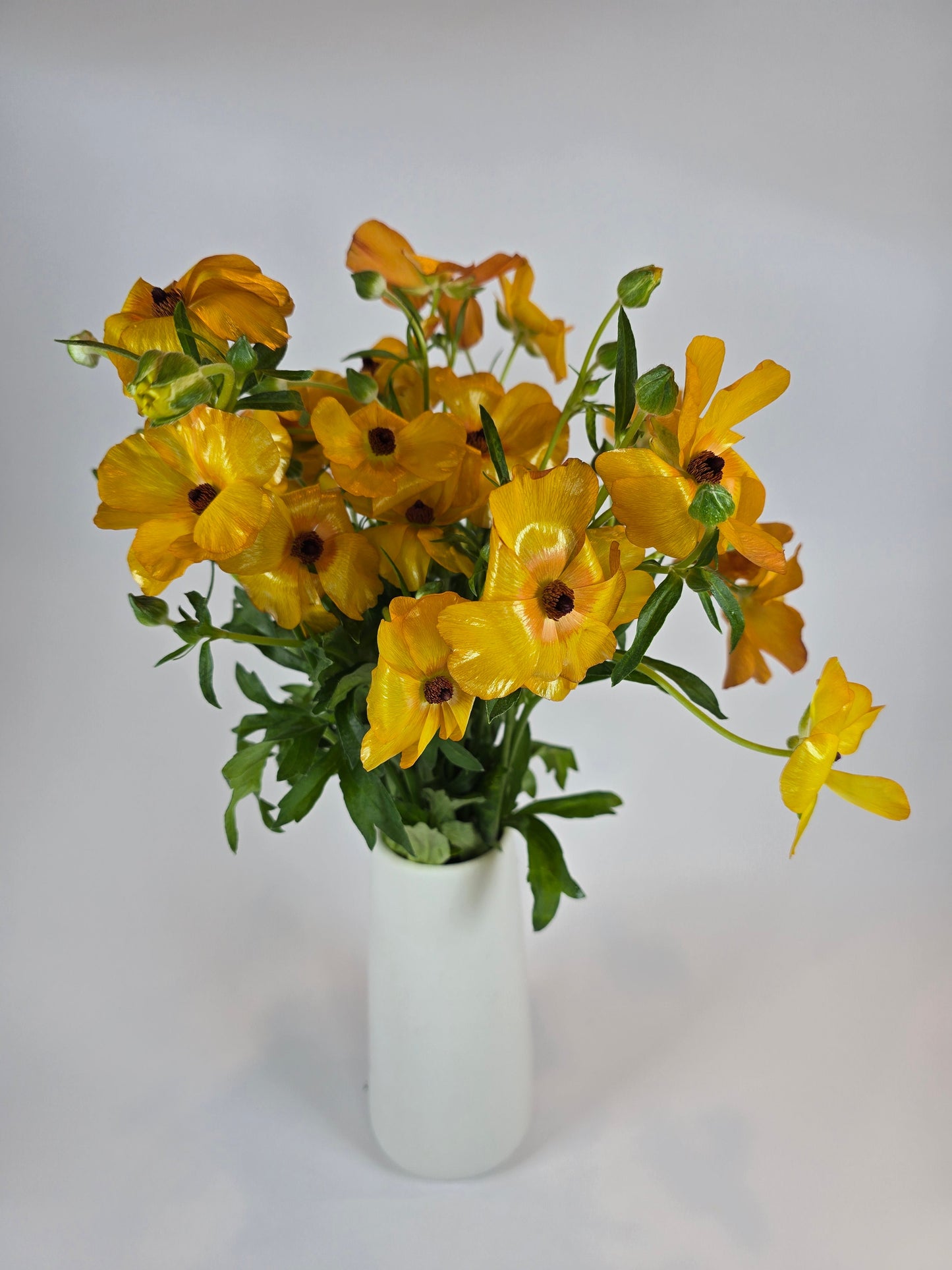 Orange Butterfly Ranunculus