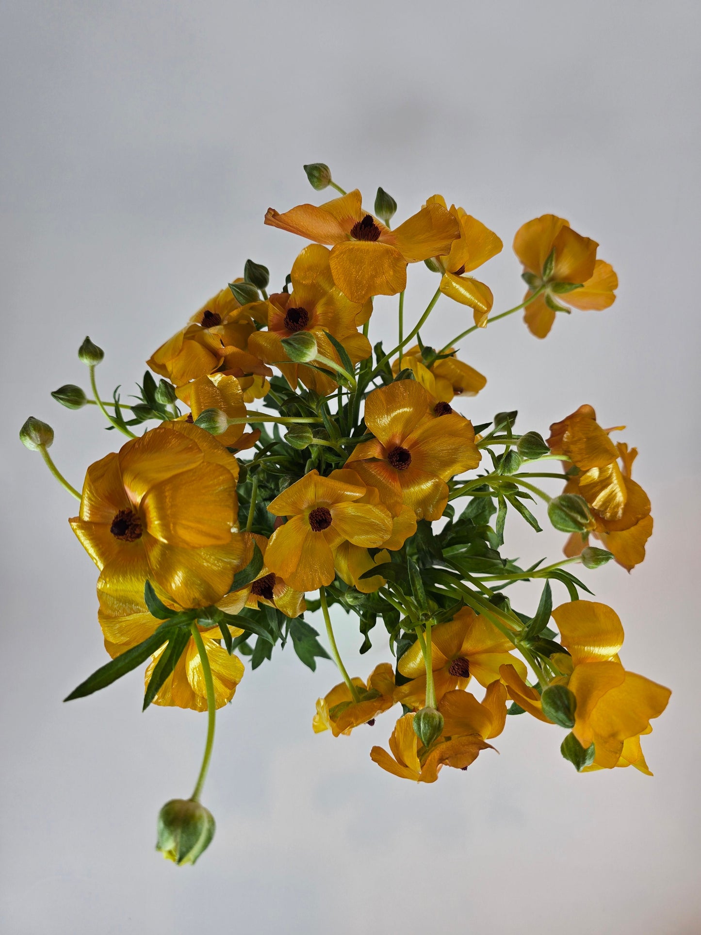 Orange Butterfly Ranunculus