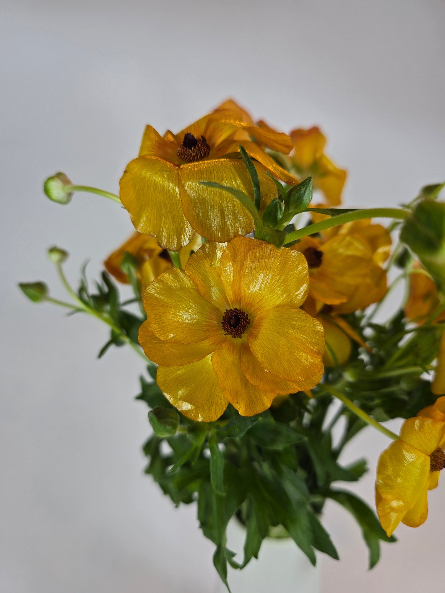 Orange Butterfly Ranunculus