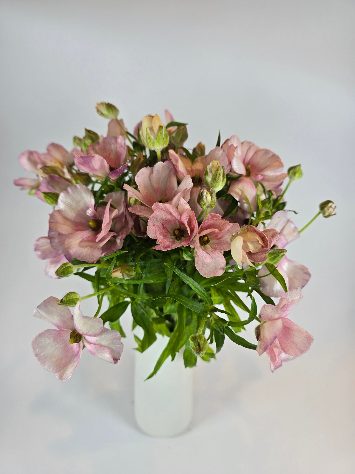 Light Pink Butterfly Ranunculus