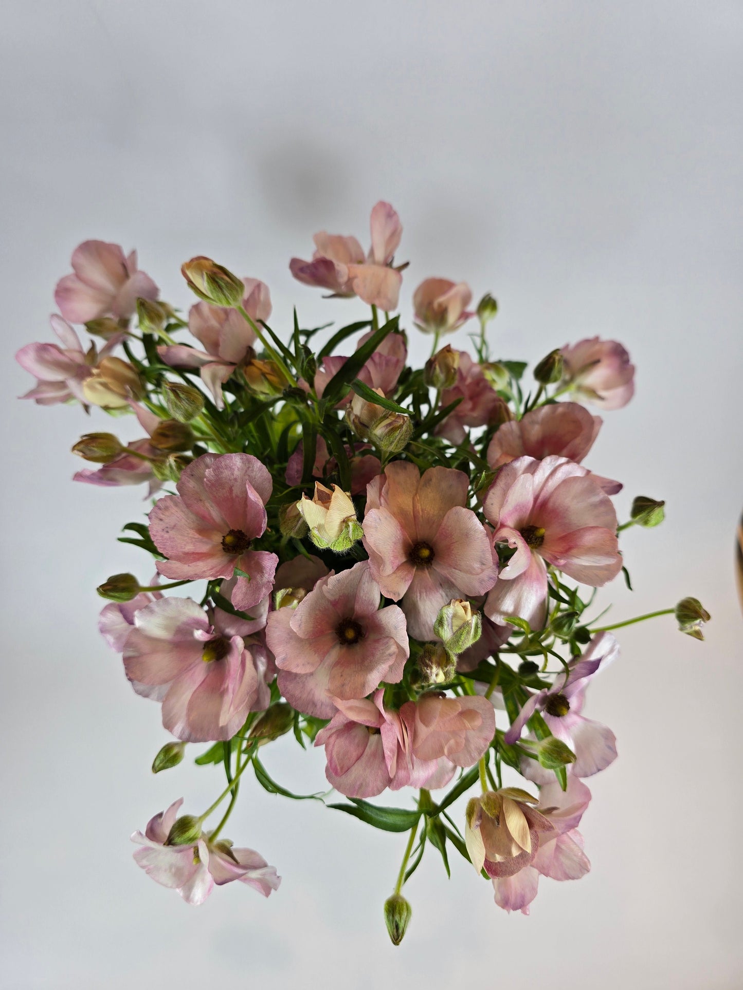 Light Pink Butterfly Ranunculus