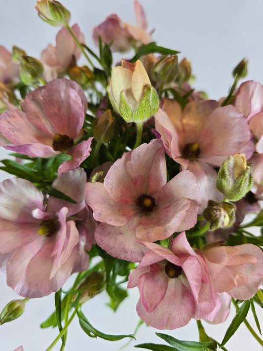 Light Pink Butterfly Ranunculus