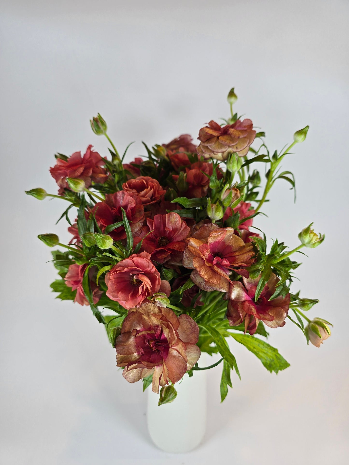 Red Butterfly Ranunculus