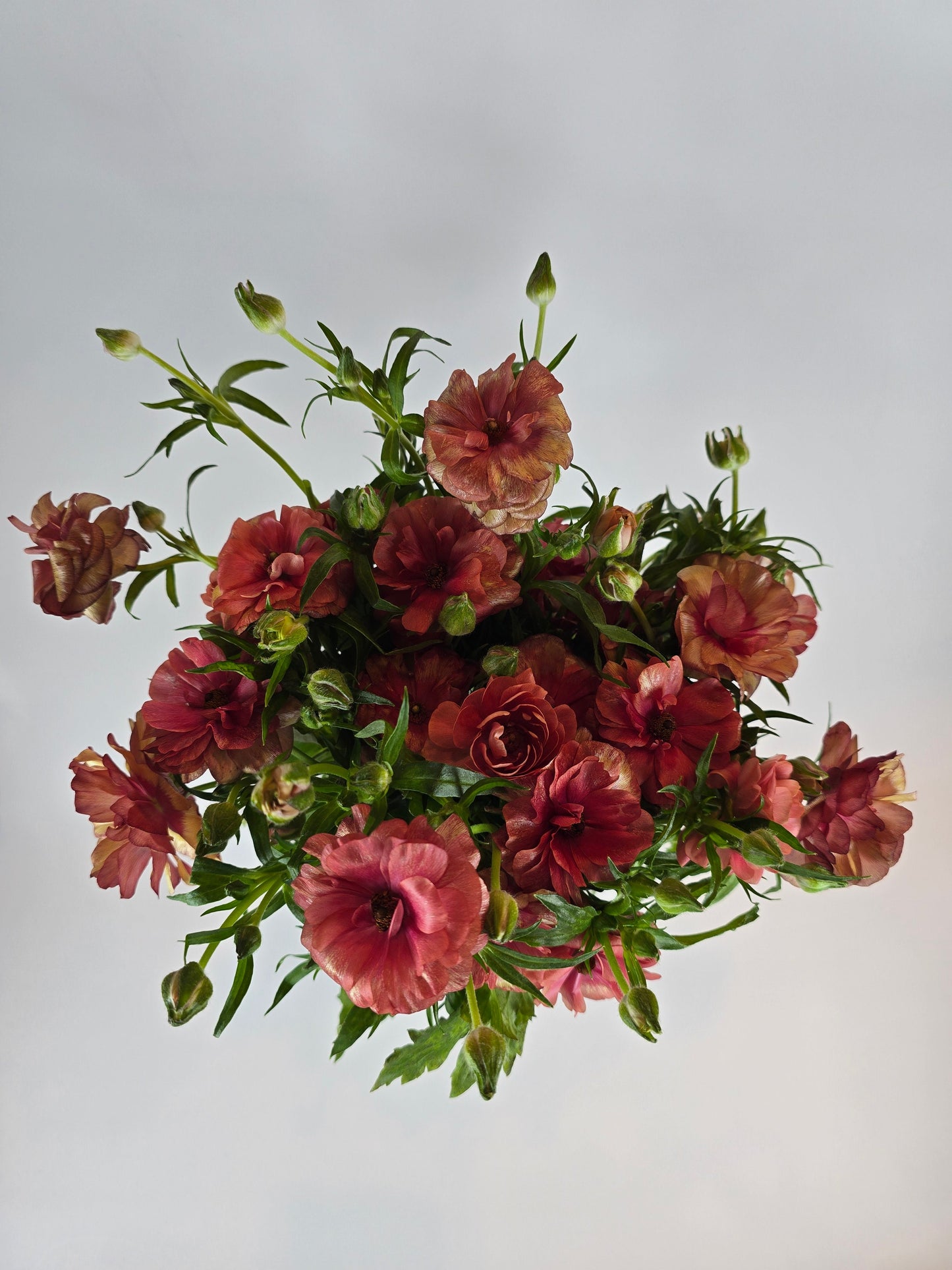 Red Butterfly Ranunculus