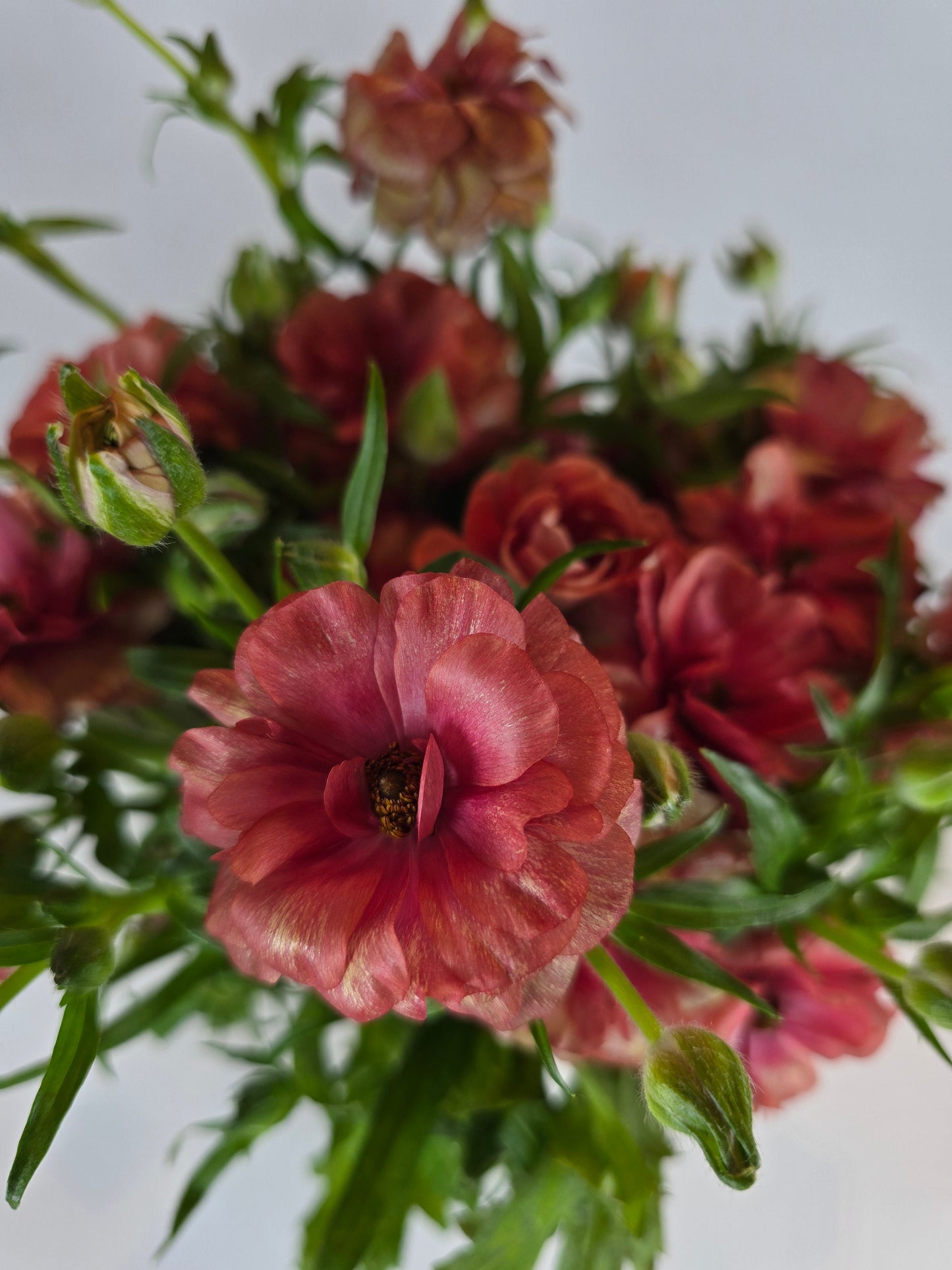 Red Butterfly Ranunculus