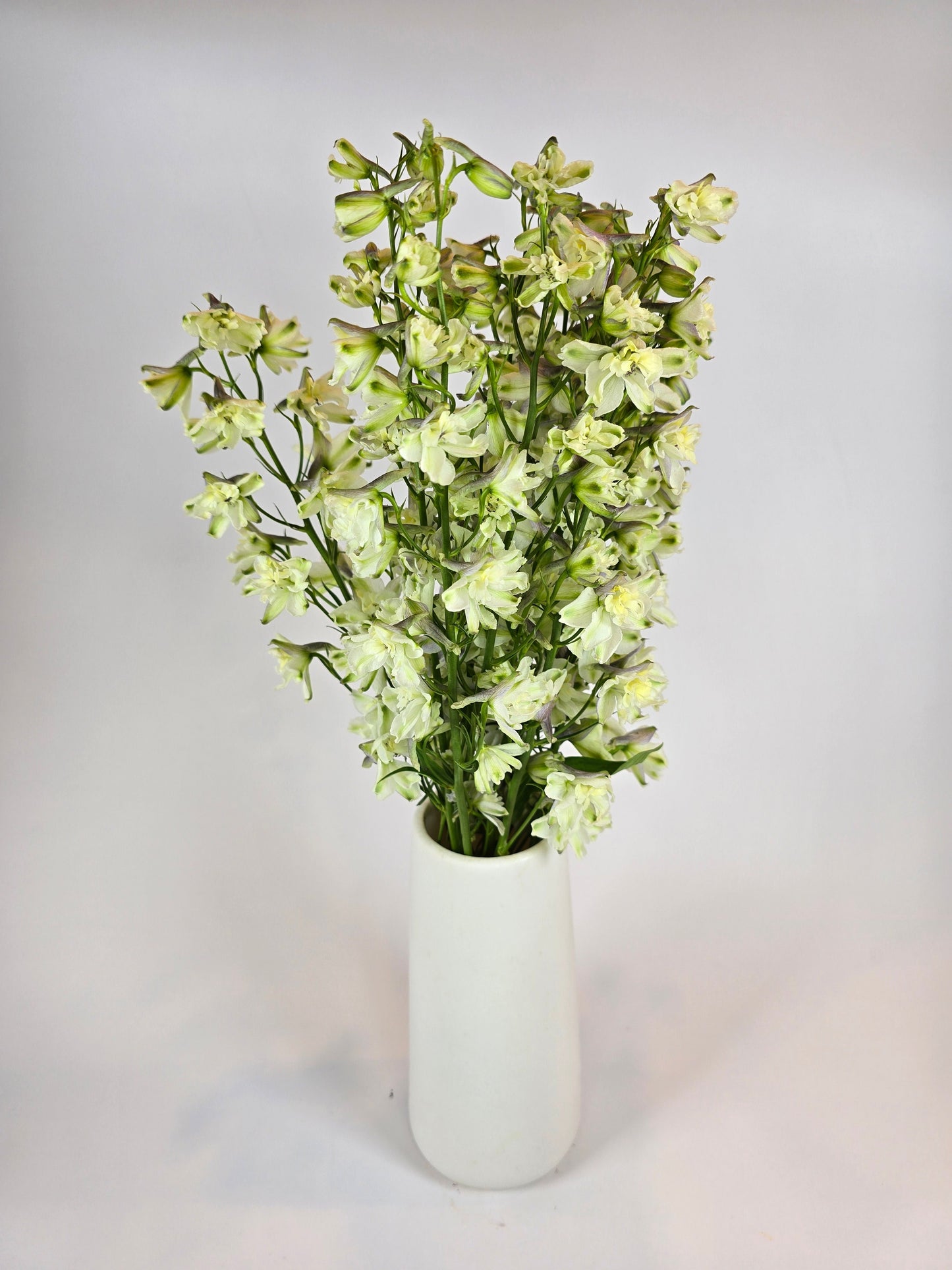 Light Yellow Delphinium