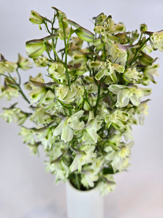 Light Yellow Delphinium