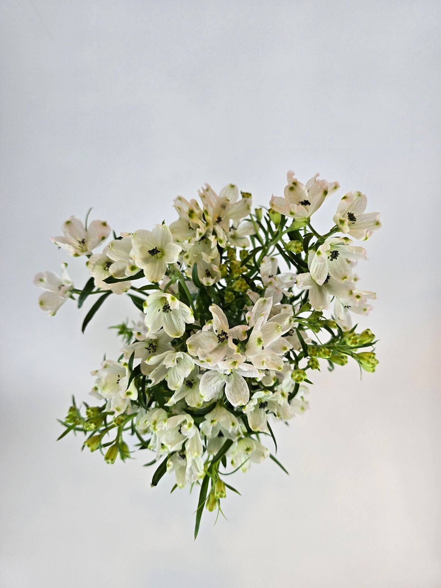 Blush Spray Delphinium