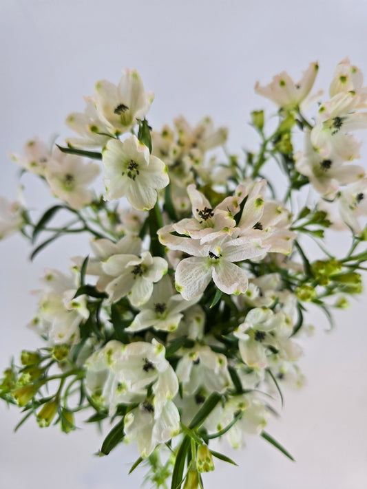 Blush Spray Delphinium