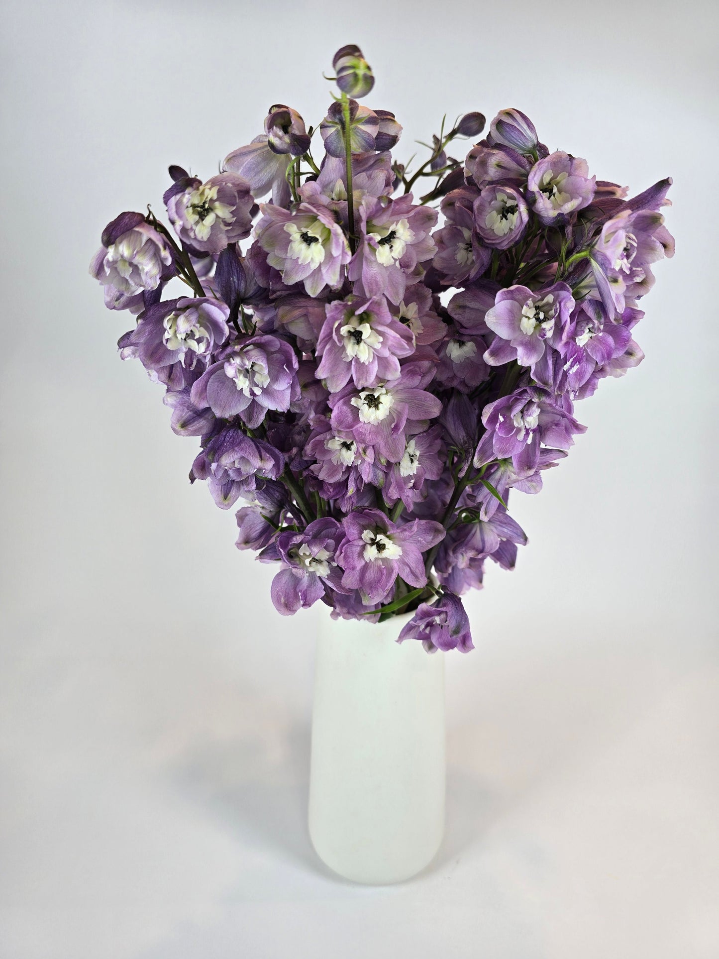 Soft Purple Delphinium