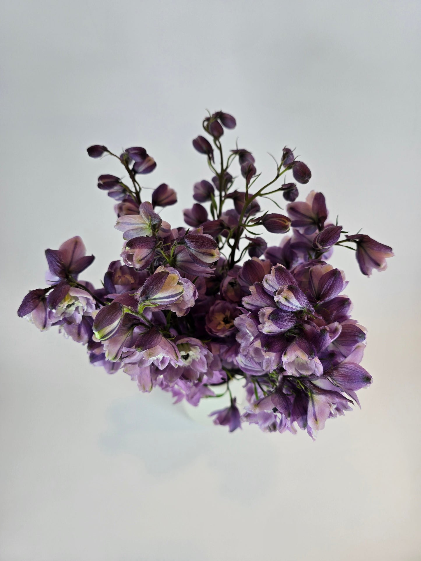 Soft Purple Delphinium