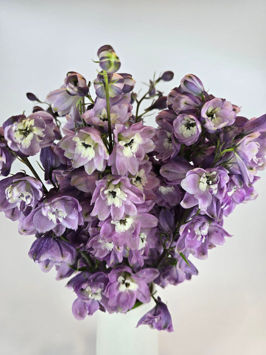 Soft Purple Delphinium