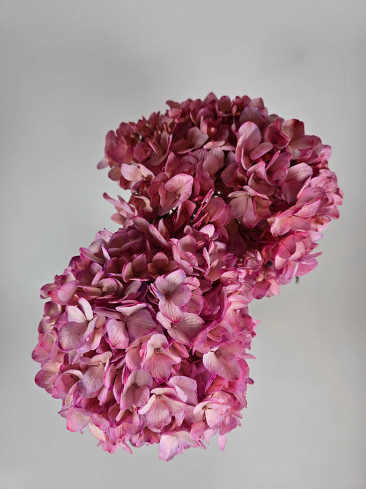 Pink Tinted Hydrangea
