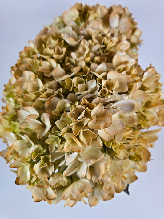 Coffee Tinted Hydrangea