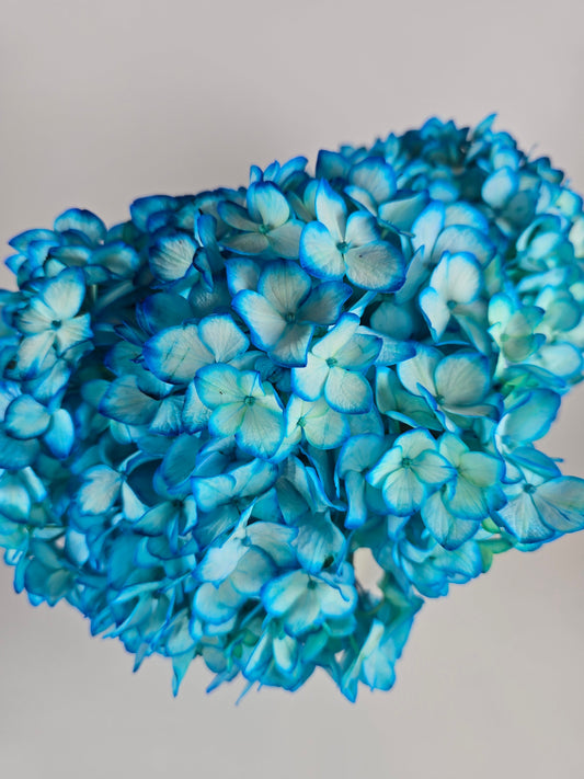 Turquoise Tinted Hydrangea