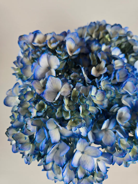 Blue Tinted Hydrangea