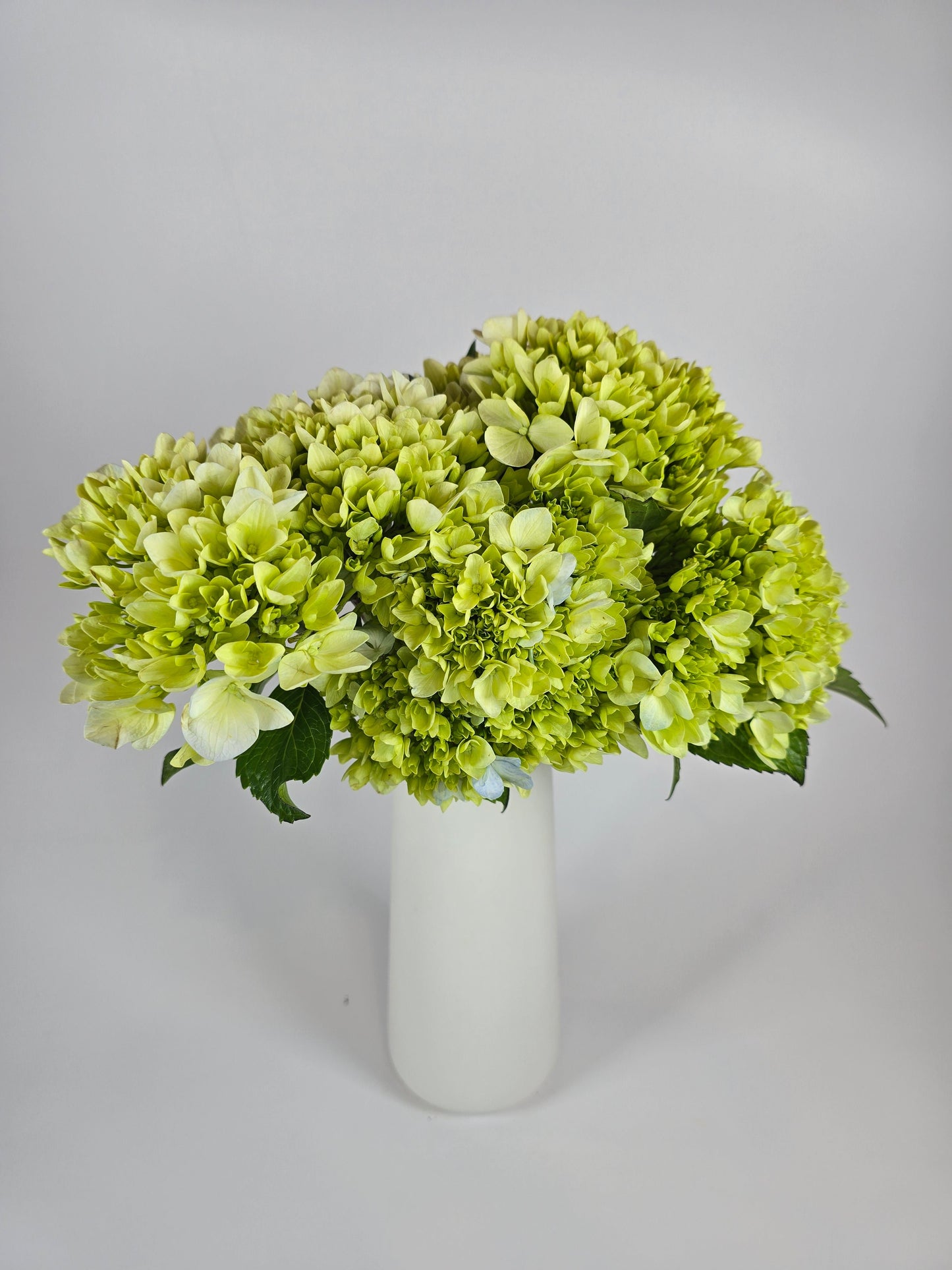 Green Hydrangea