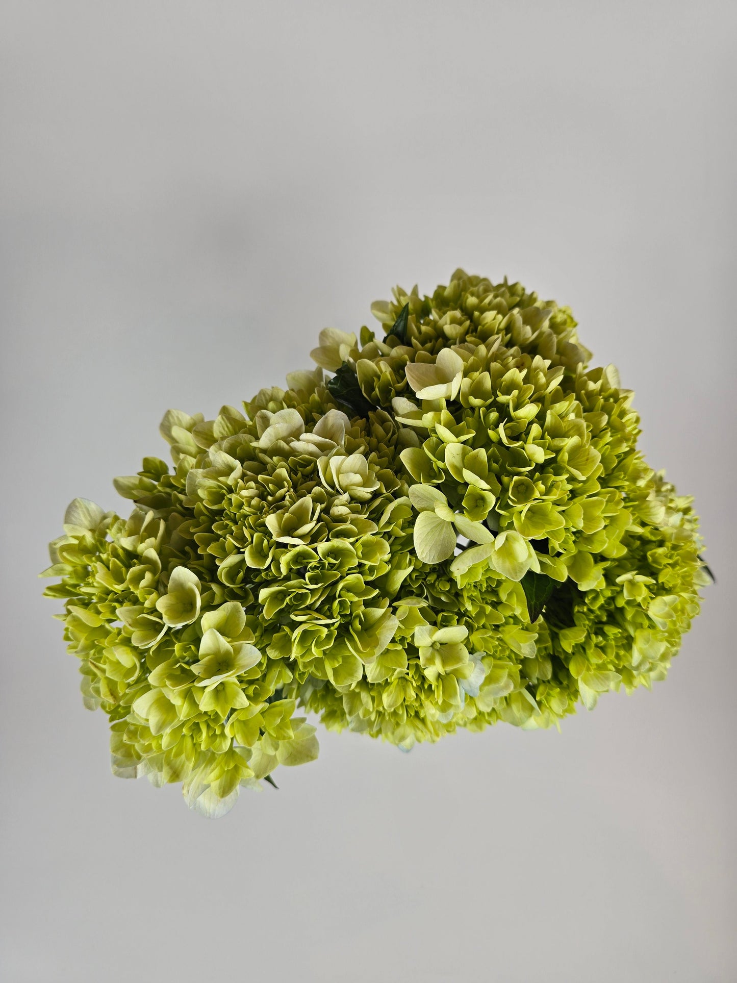 Green Hydrangea