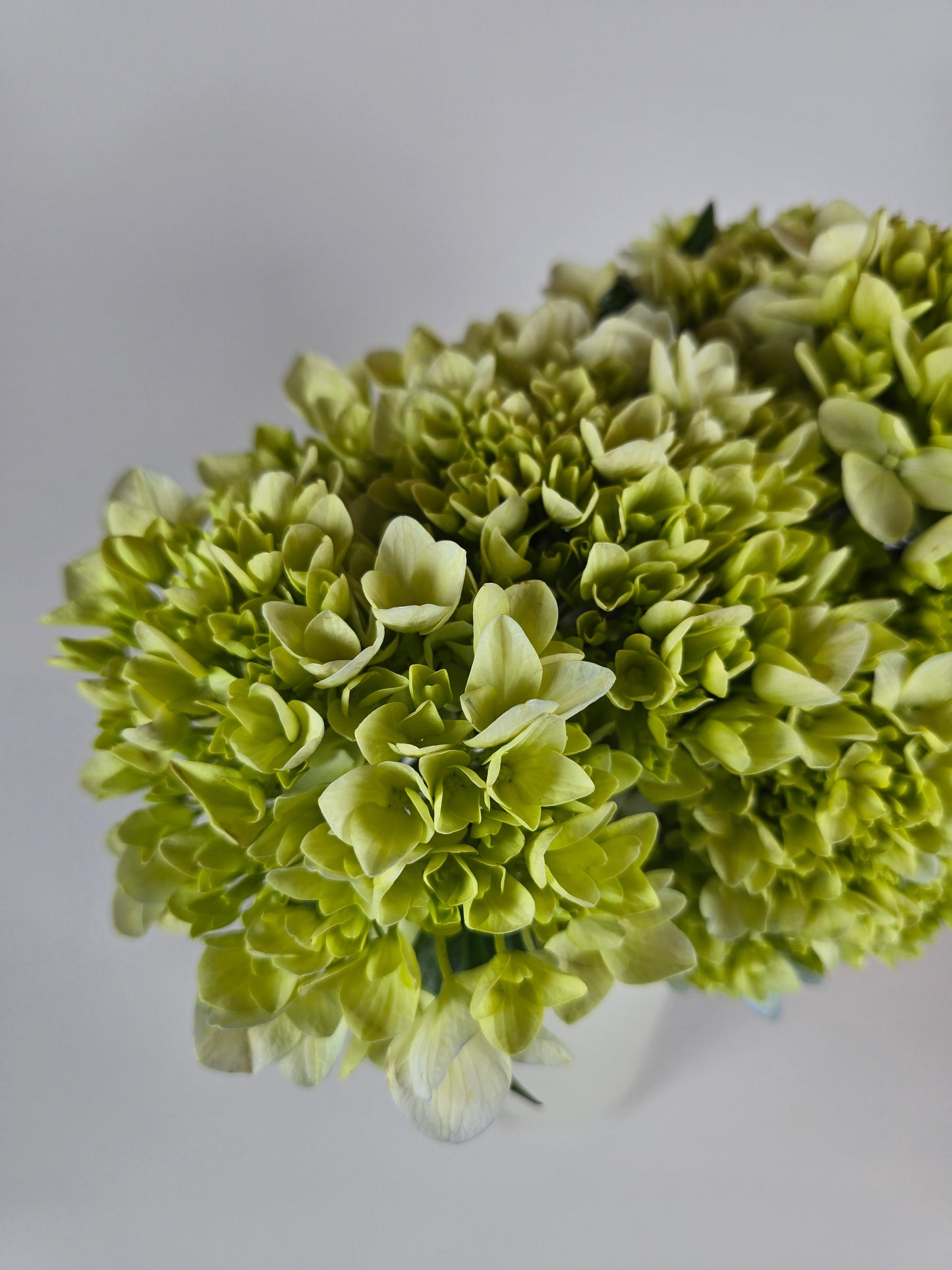 Green Hydrangea