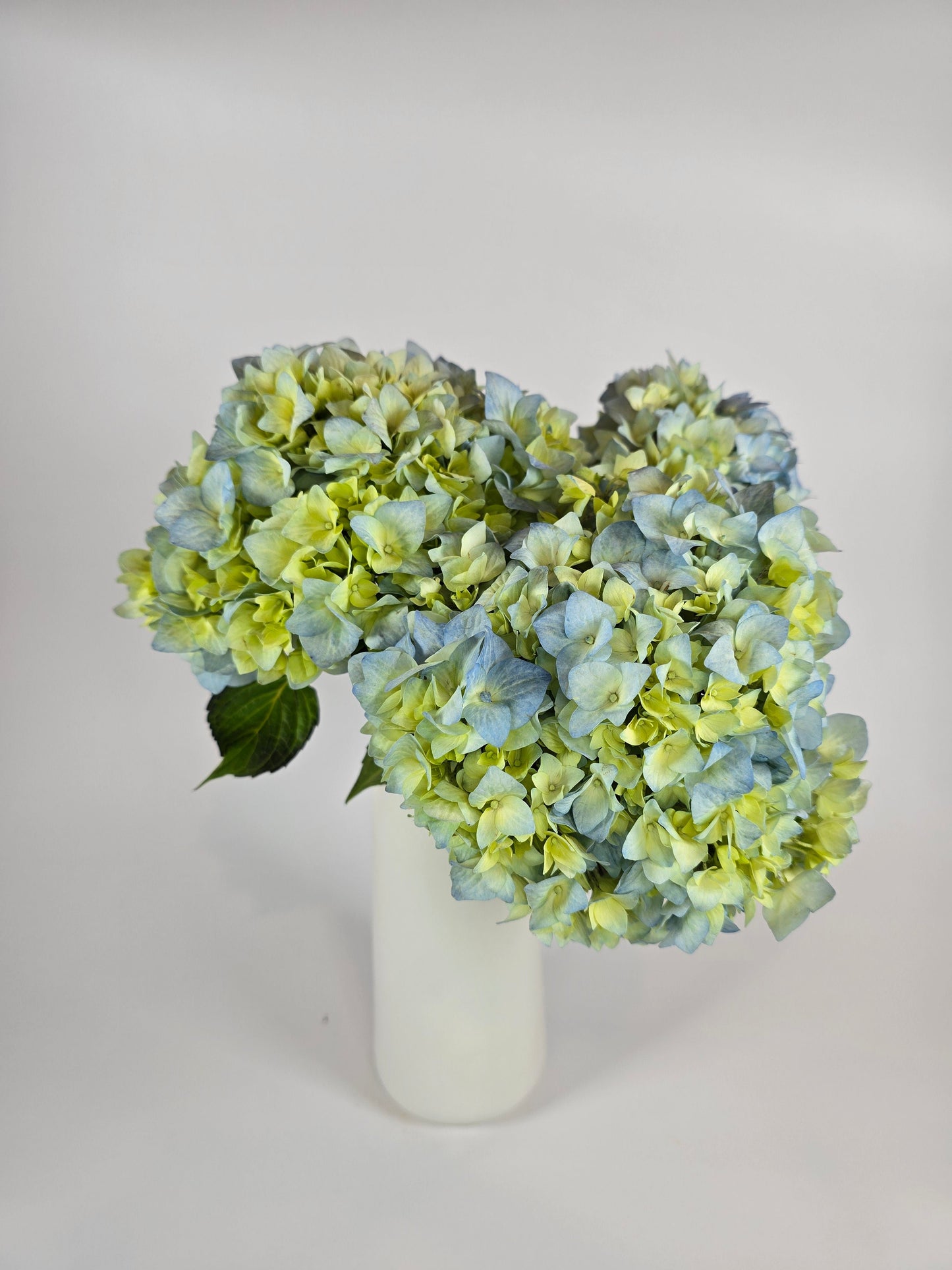 Blue and Green Hydrangea