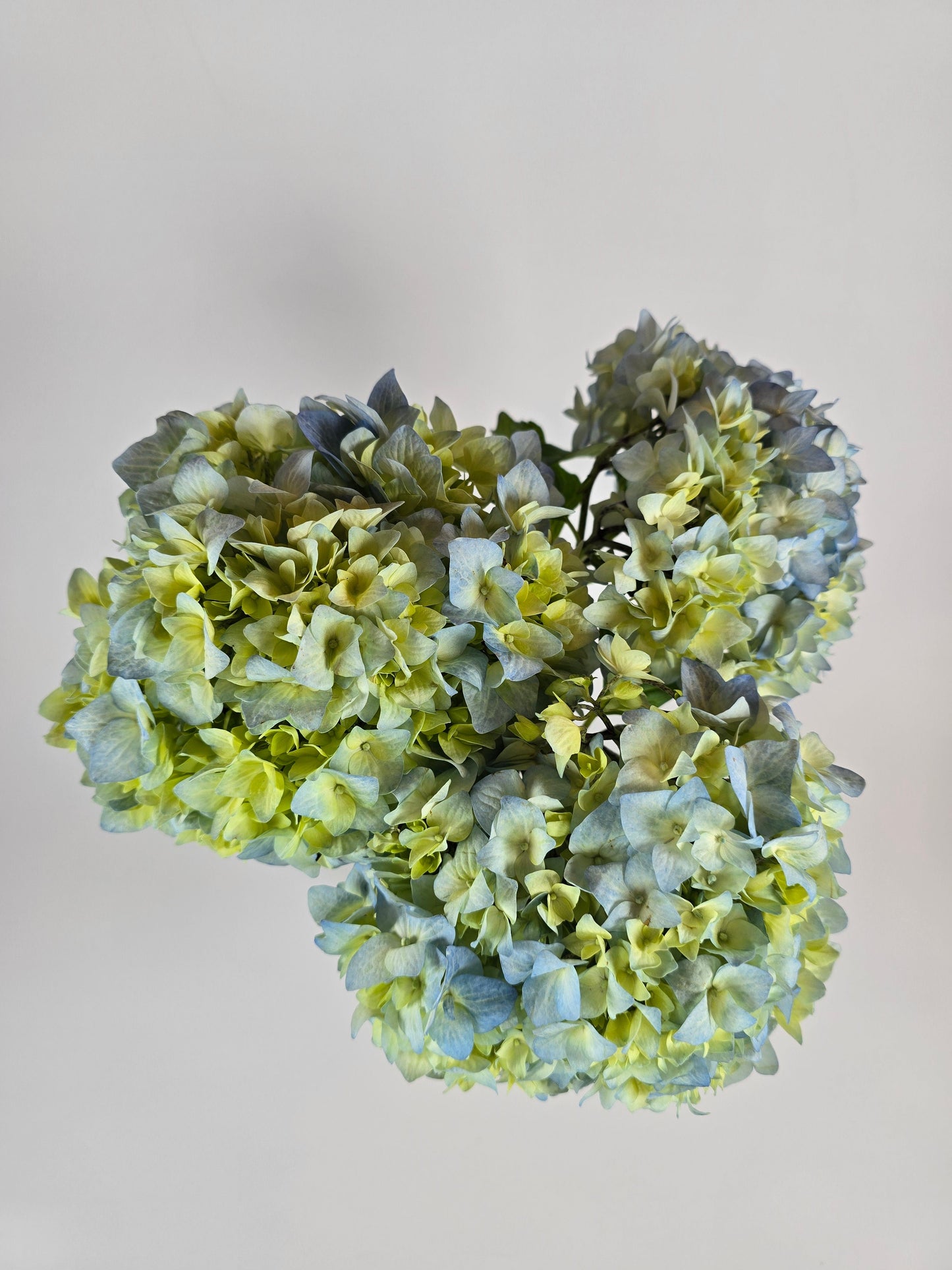 Blue and Green Hydrangea