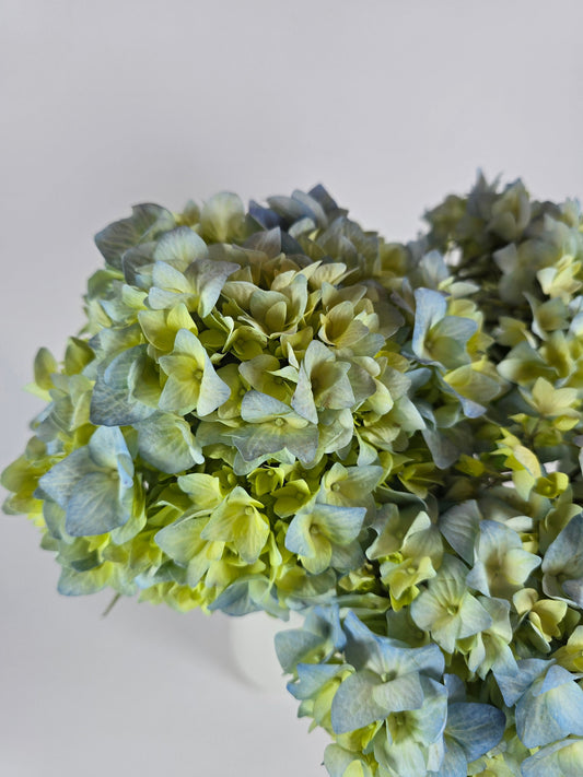 Blue and Green Hydrangea