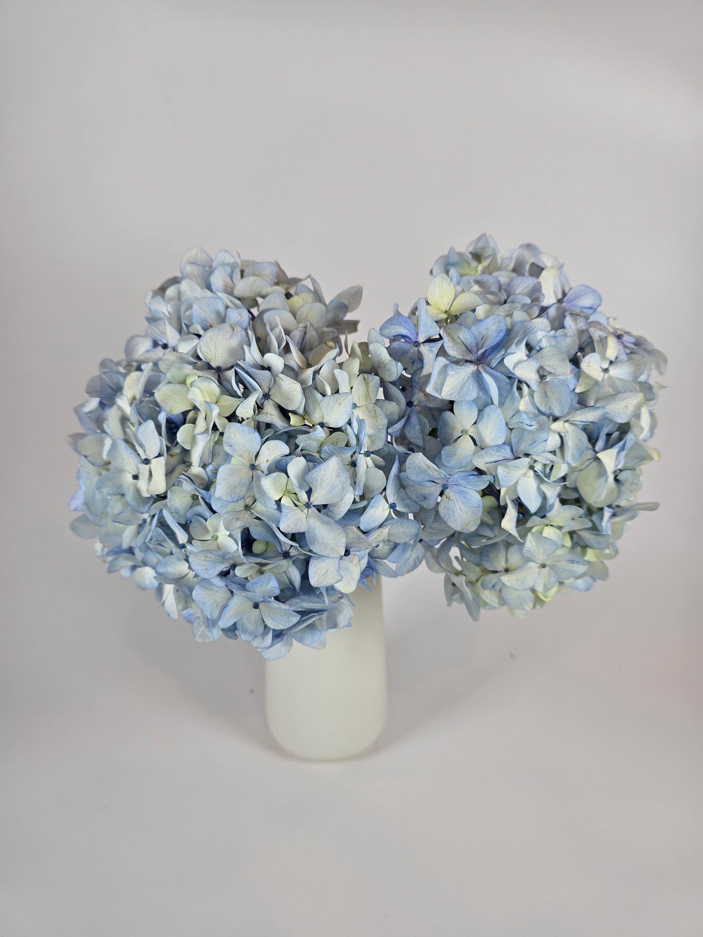 Light Blue Hydrangea