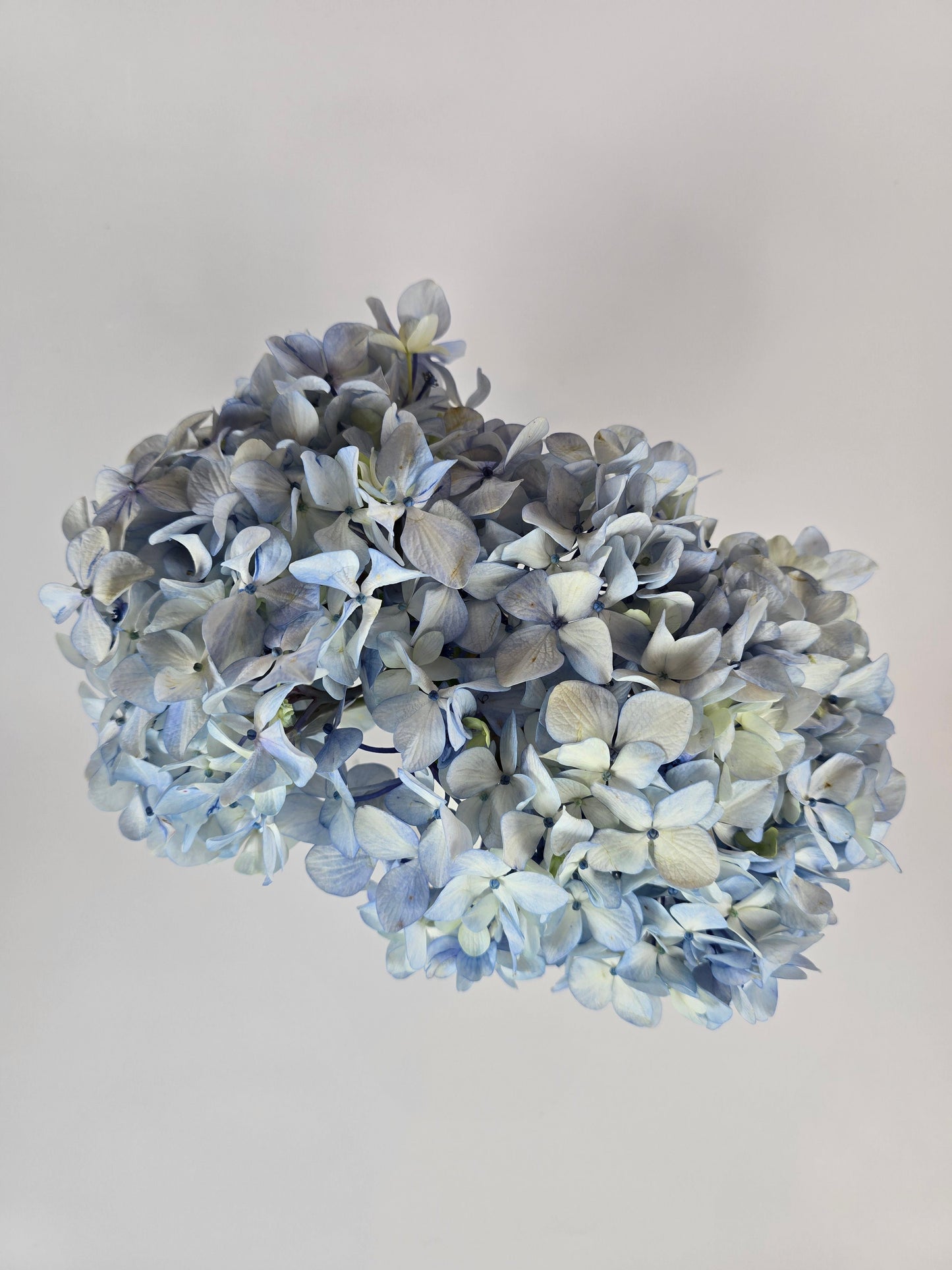 Light Blue Hydrangea