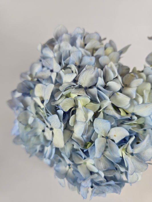 Light Blue Hydrangea