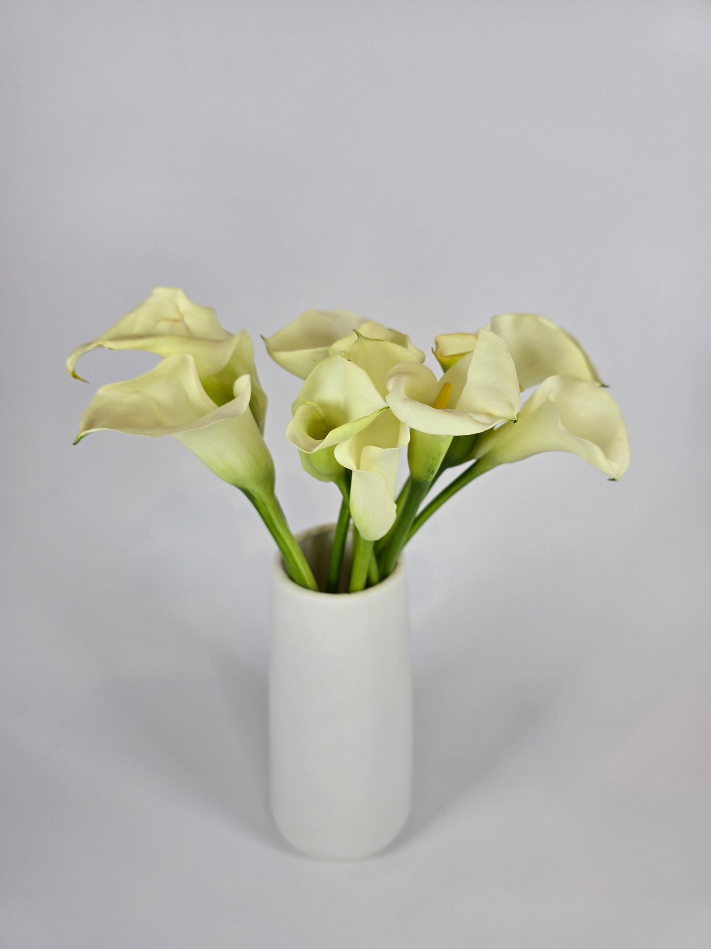 White Mini Calla Lily