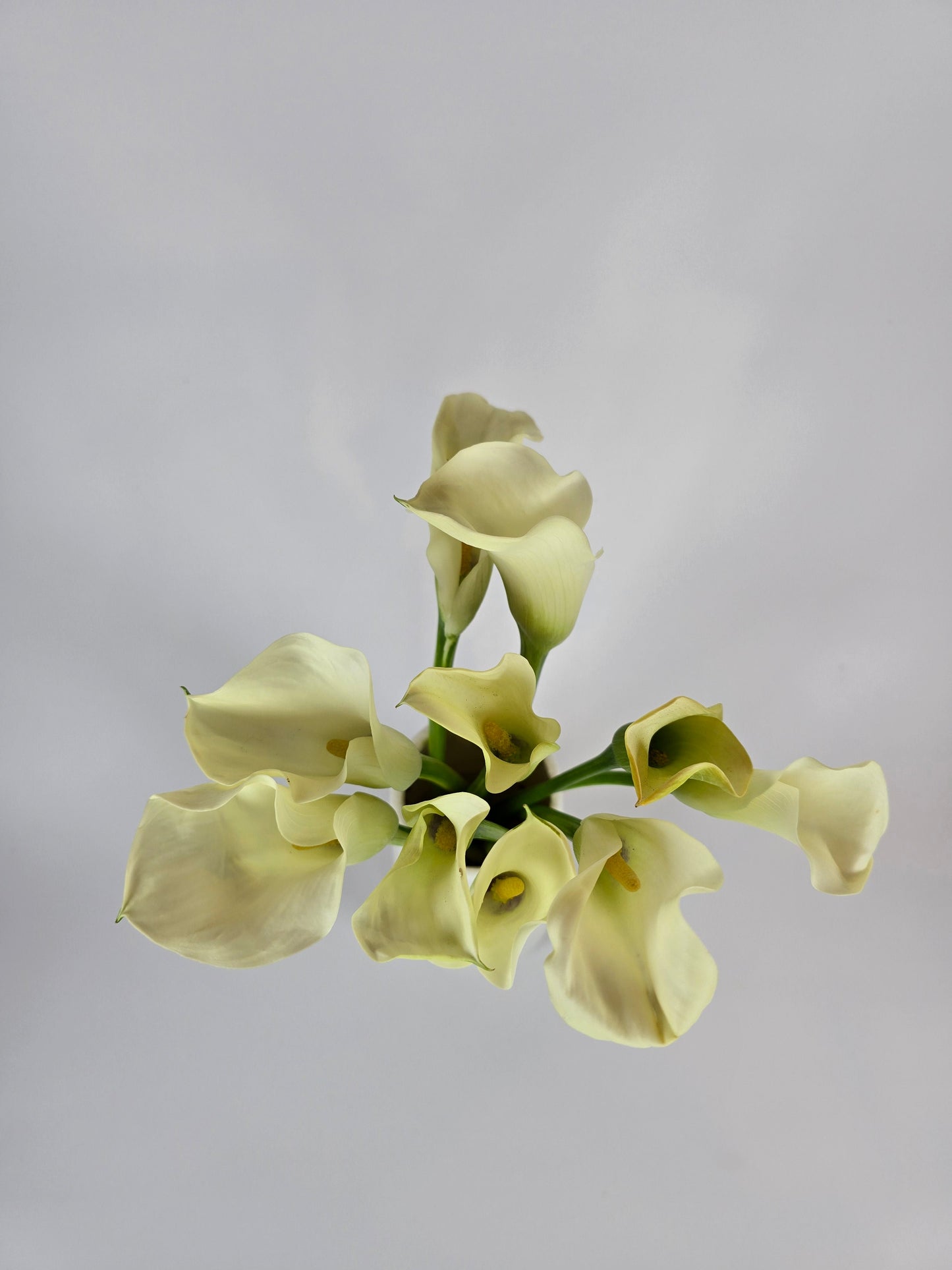 White Mini Calla Lily