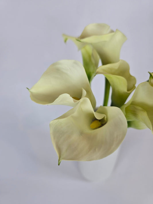 White Mini Calla Lily