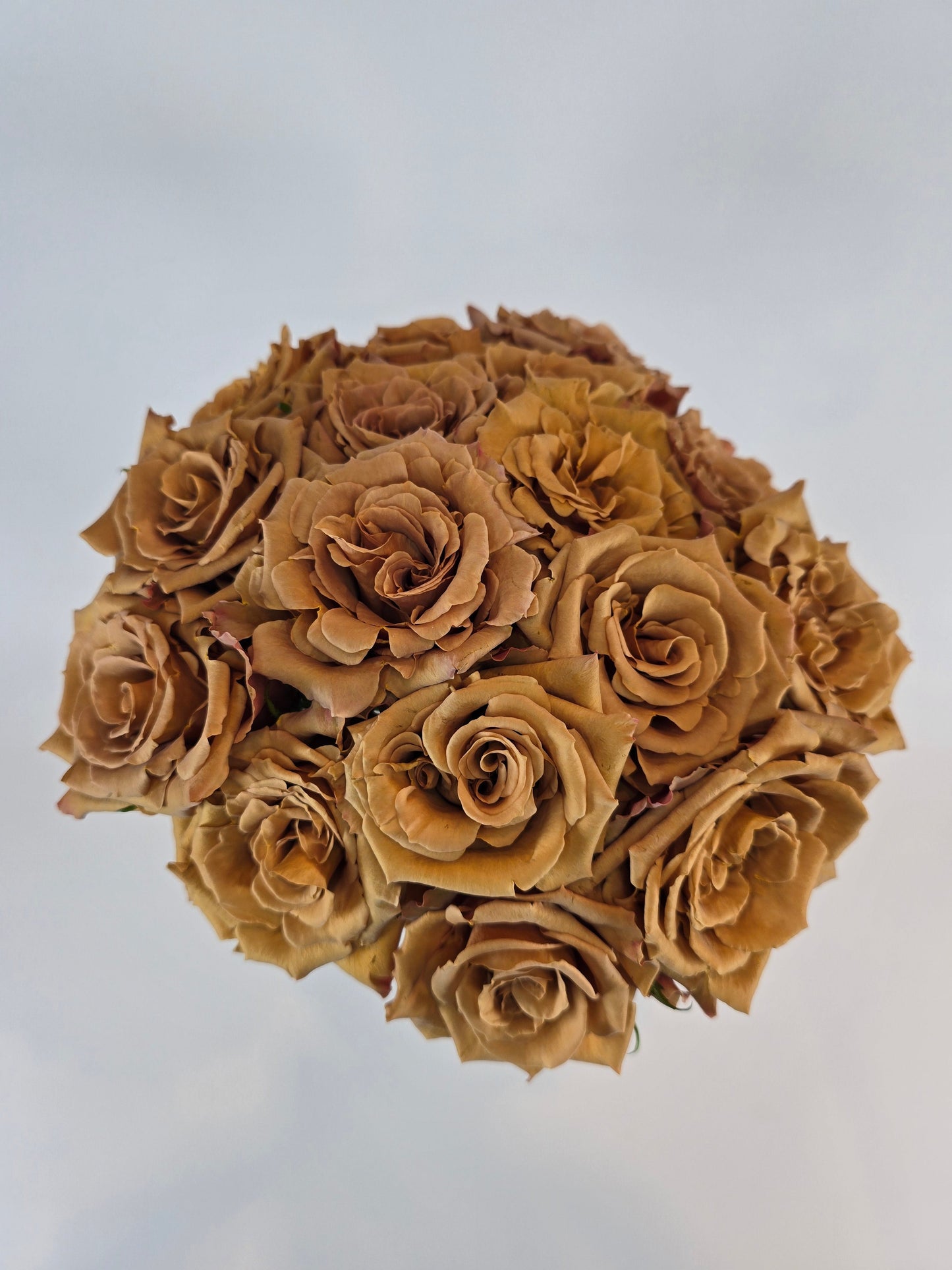 Toffee Rose