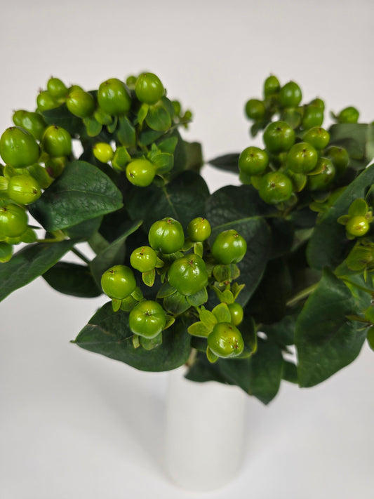 Green Hypericum Berries